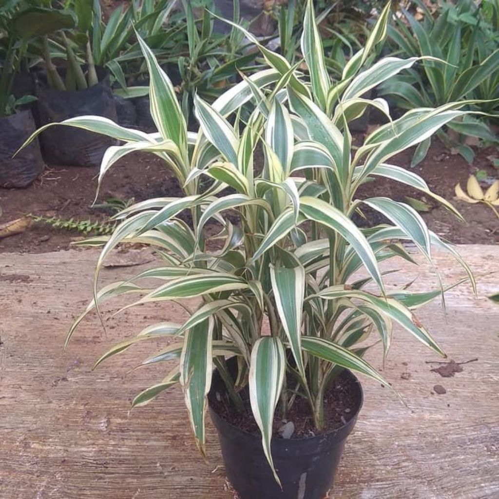 tanaman hias bambu hoky varigata - bambu hoki Sri rejeki aquascape media air vas bunga