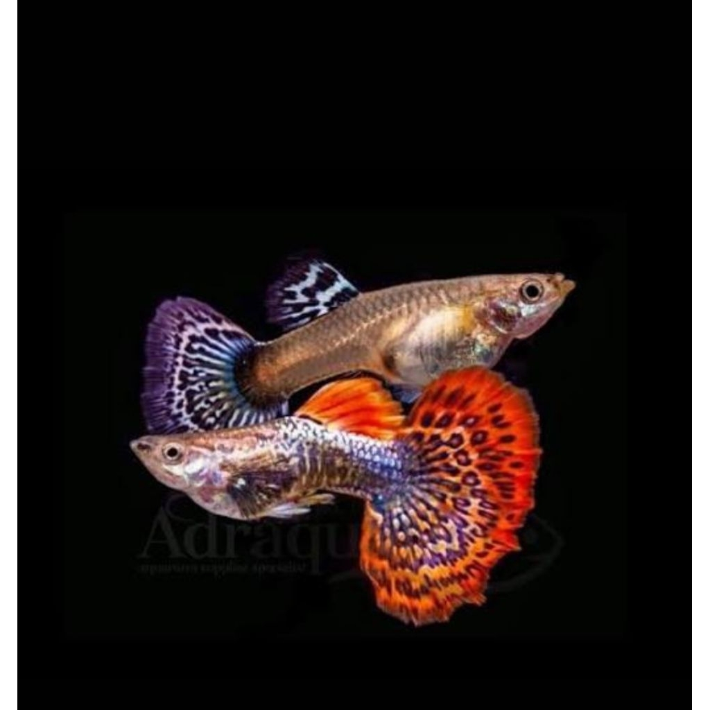 guppy sepasang ( siap  breeding )