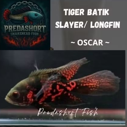 ikan hias oscar tiger batik slayer / longfin bahan goodmarking berkualitas bergaransi