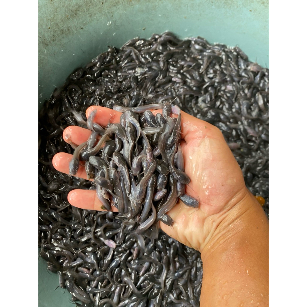 paketan benih ikan lele full karantina ukuran 5-7 cm 100 ekor, Bibit bersertifikat