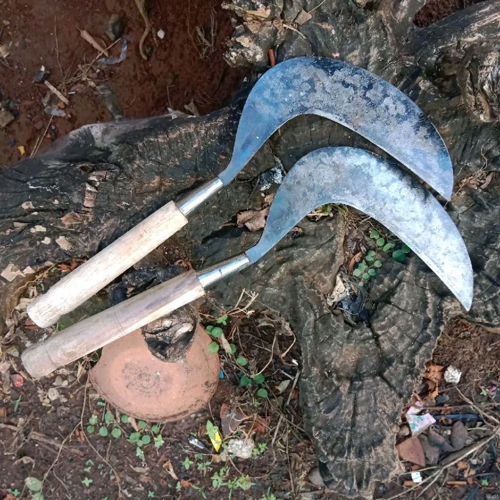 Sabit rumput baja asli arit rumput wono kempit wojo isen