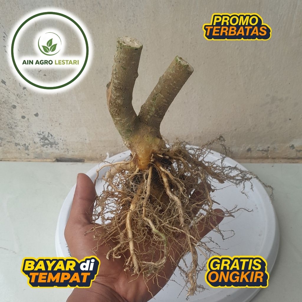 Bonggol Anting Putri Batang Putih Dongkelan Bahan Bonsai Murah