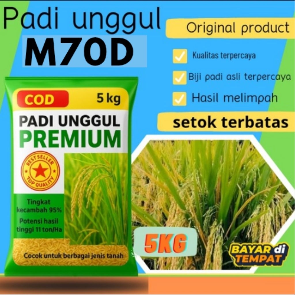 Benih padi unggul M70D (  Benih padi m70D umur 60 hari )