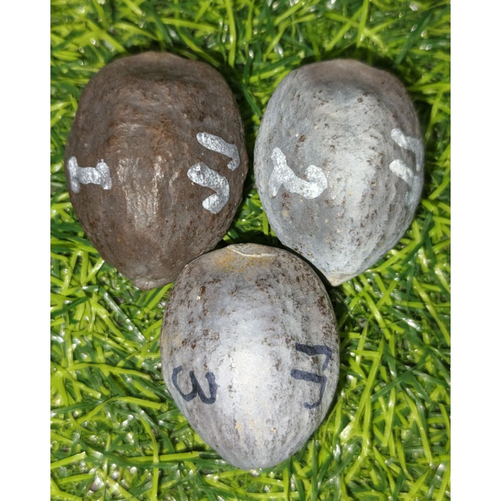 Muncang Jayanti Jawa (Gint x marjudi)