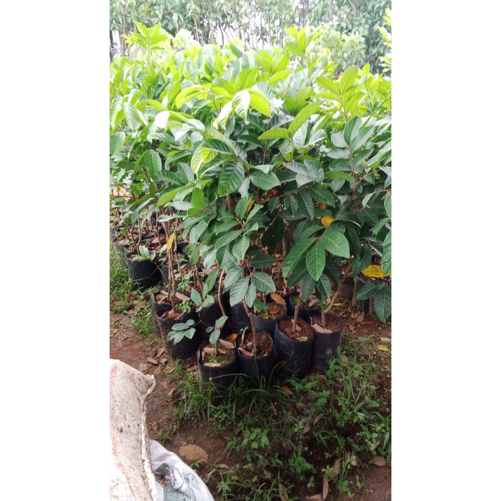 bibit rambutan binjai & rapiah hasil okulasi cepet berbunga