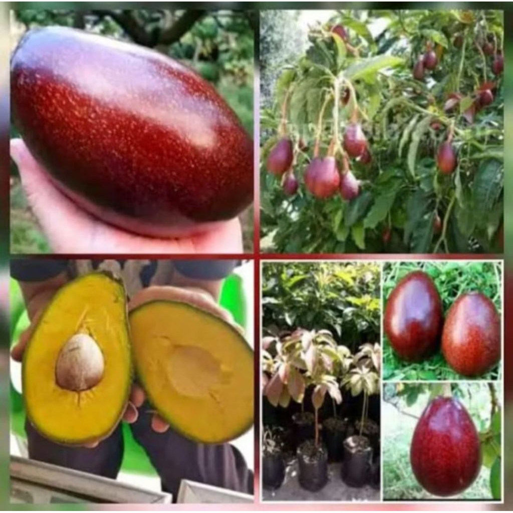 bibit alpukat red vietnam super unggul