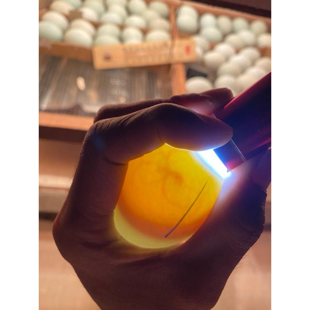 telur fertil bebek mojosari petelur