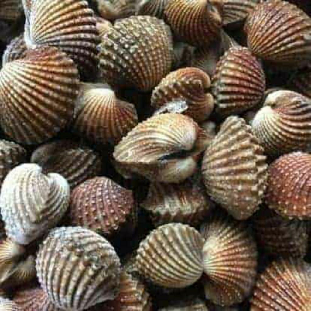 KERANG DARA SEGAR FRESH