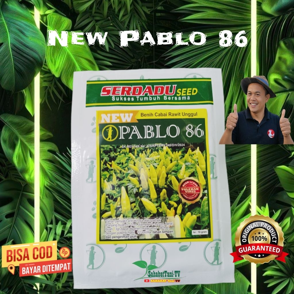 BENIH CABE NEW PABLO 86 DARI SERDADU SEED