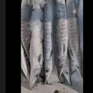 ikan alo alo 500gr