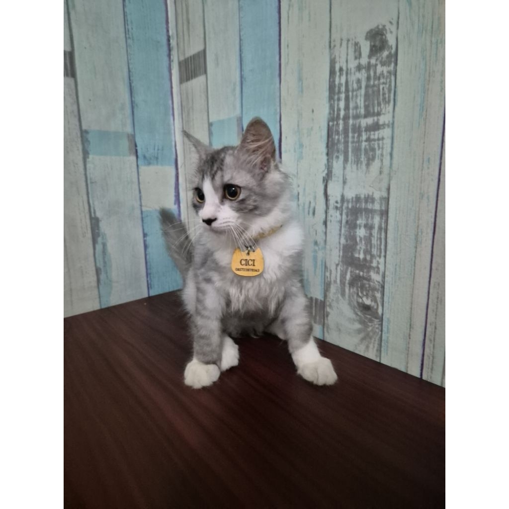 Anak kucing kitten Himalaya Betina