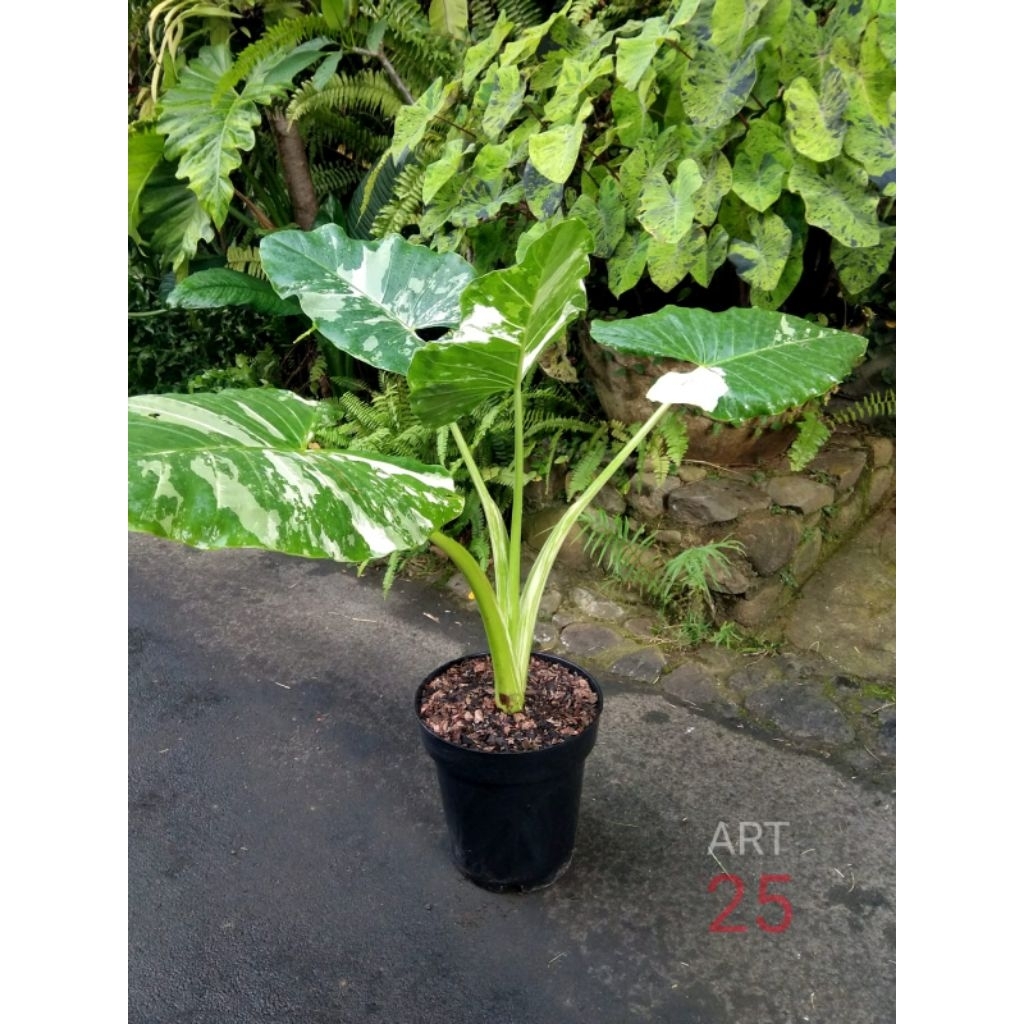 Alocasia 'Macrorrhiza' Variegata Alokasia Varigata Sesuai Foto
