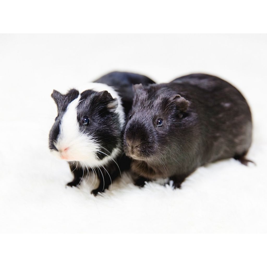 Guinea Pig lokal abysinian marmut marmoot