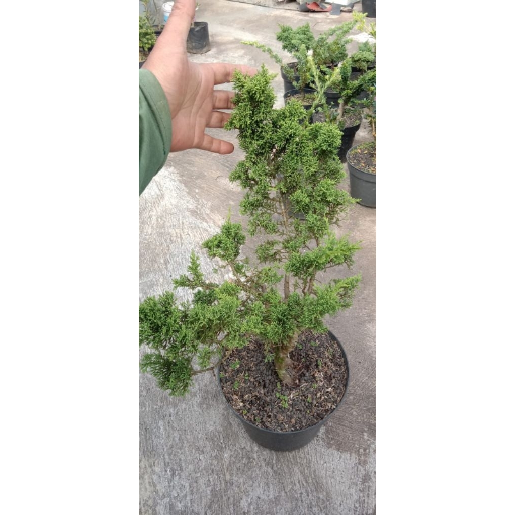 Cemara Sargenti Itoigawa Sejempol Tangan/ Juniperus Itoigawa