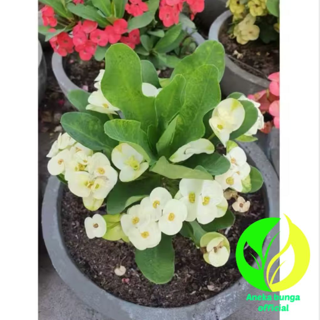 POHON BUNGA EUPHORBIA PUTIH / TANAMAN HIAS BUNGA EUFHORBIA PUTIH / POHON EFORBIA PUTIH