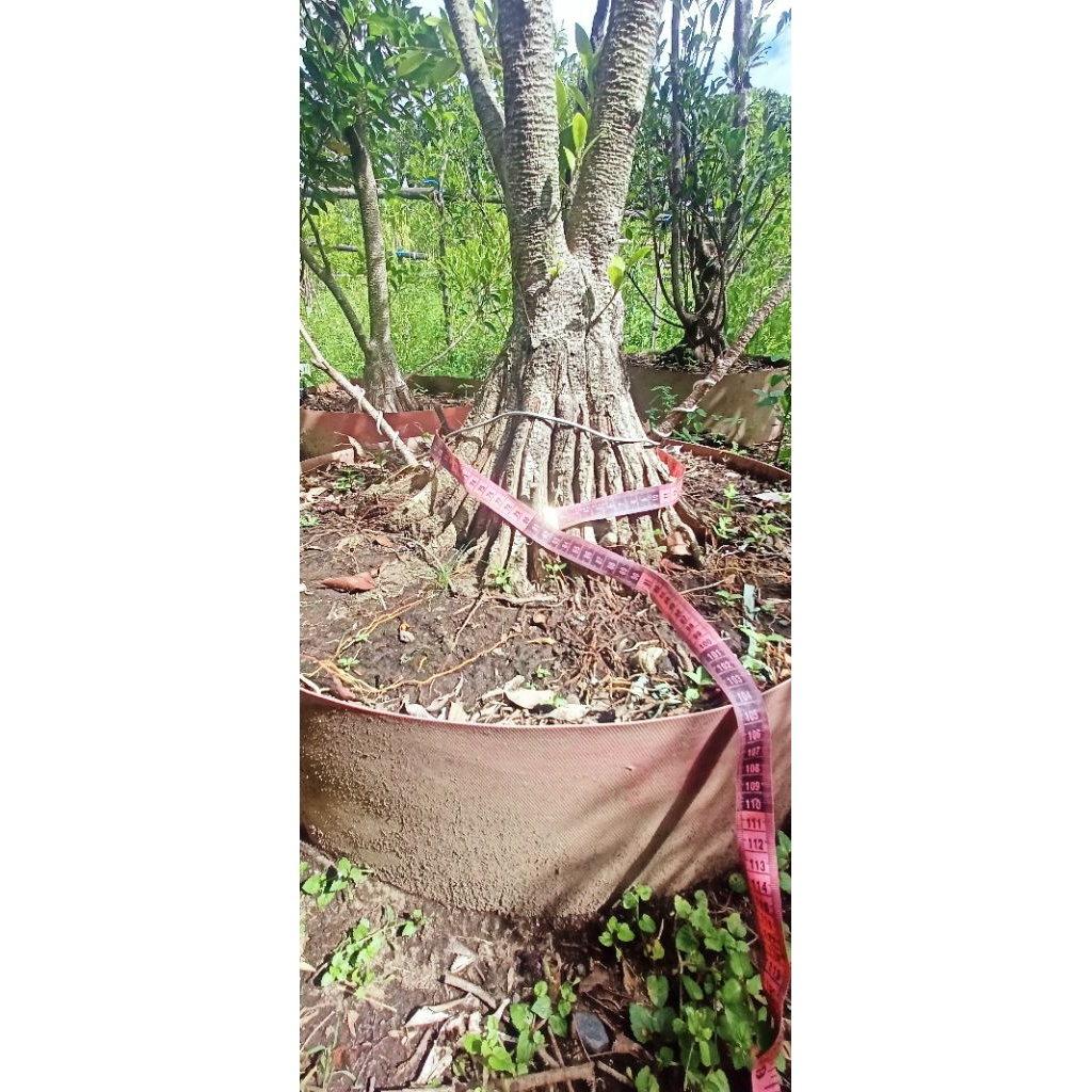 Kimeng Program Akar Kimeng Pecah Batang