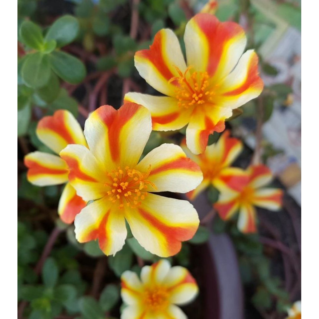 30 Bunga Krokot Jumbo Batik Tanaman Hias Mossrose