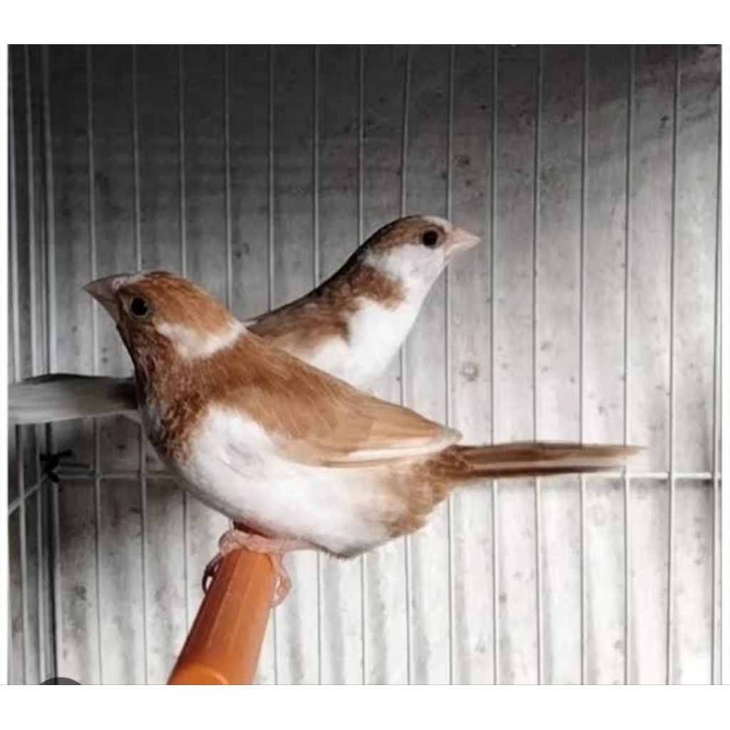 emprit jepang sepasang warna coklat mocca