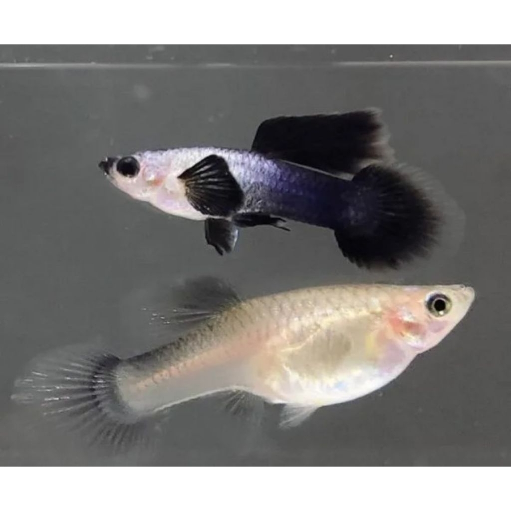 Guppy Mini Panda Sepasang Jantan Betina Siap Breeding Grade A Ikan Hias Cantik Sehat Aktif