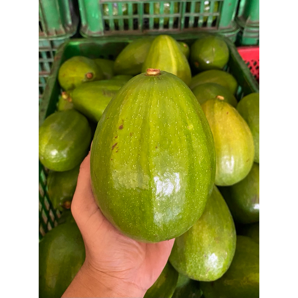 Alpukat Mentega Aligator Jumbo 1KG [Isi 2-3 buah]