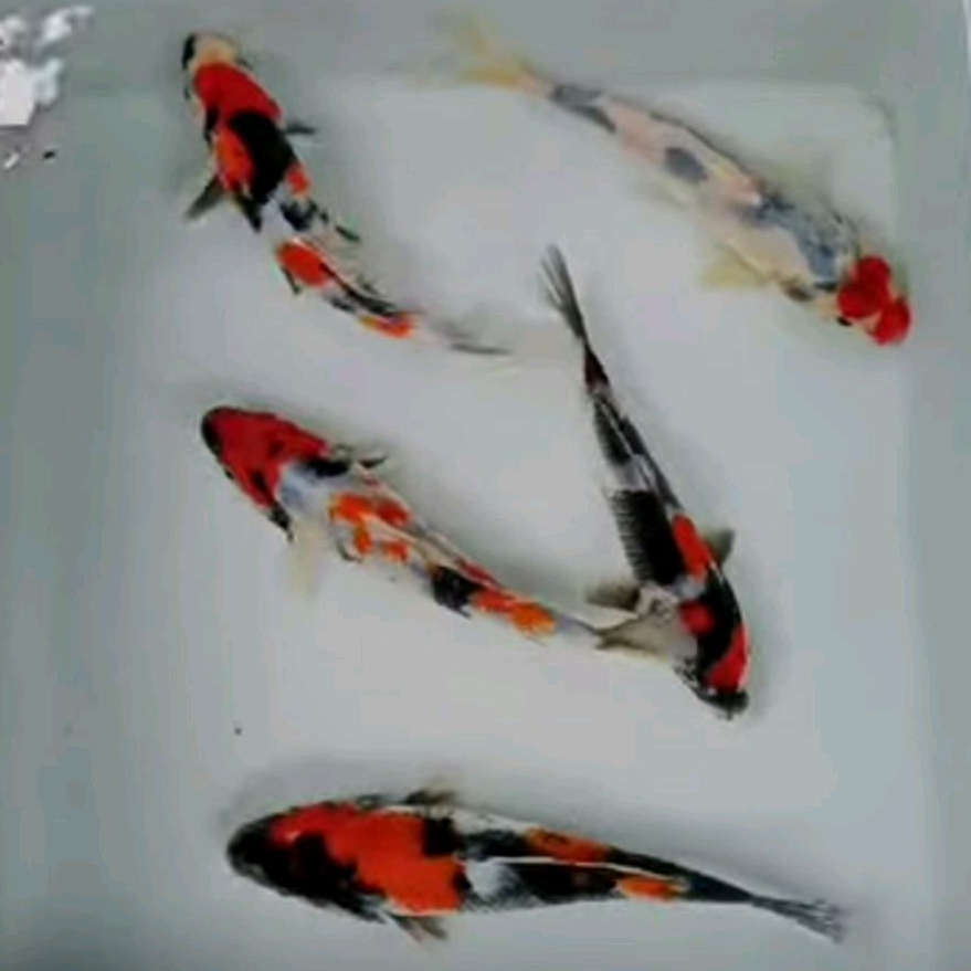 Ikan Hias  Koi  Showa