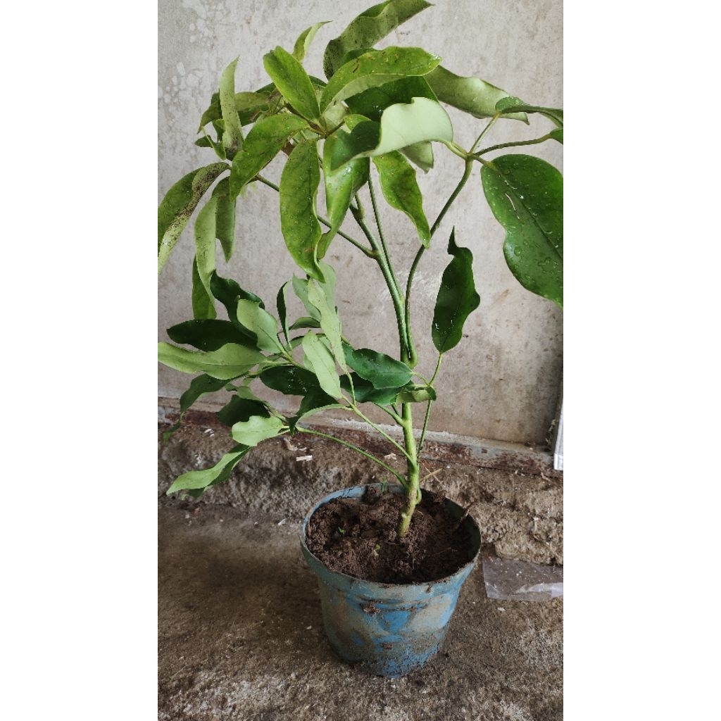 bibit tanaman Tlogosari realpic sesuai gambar