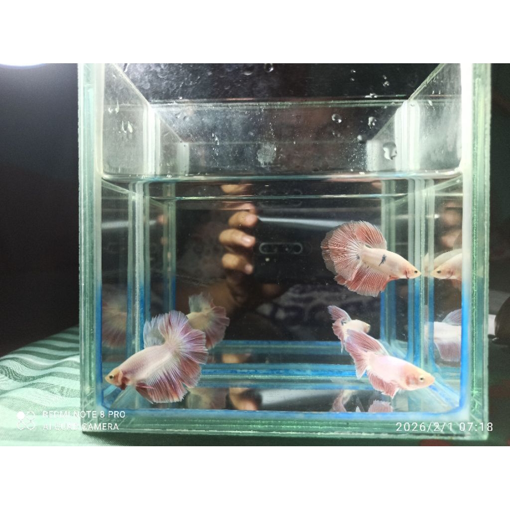 Cupang Halfmoon Pink Soft Bonus Pelet