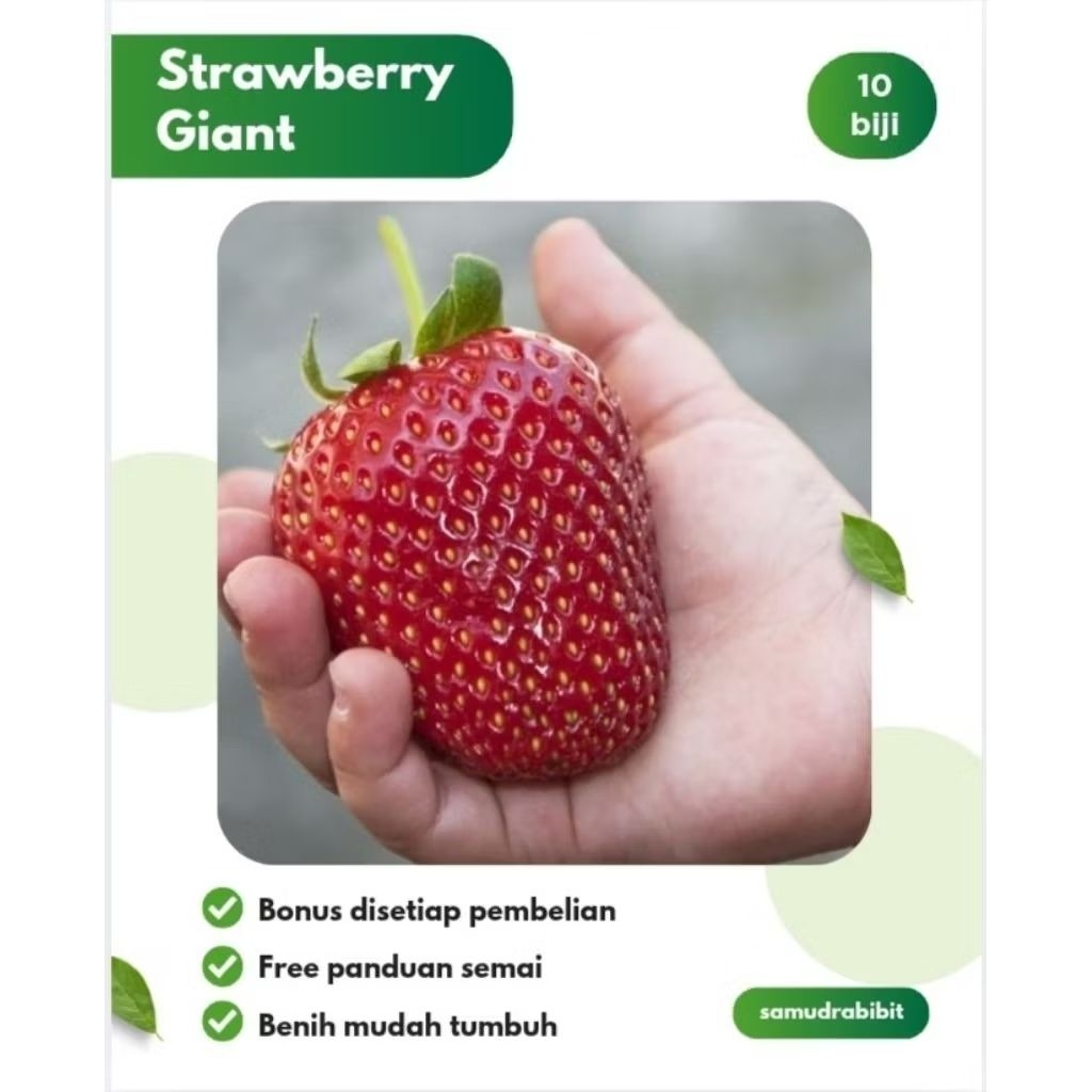Benih Strawberry Jumbo Tresca Bibit Tanaman Buah F1 Unggul