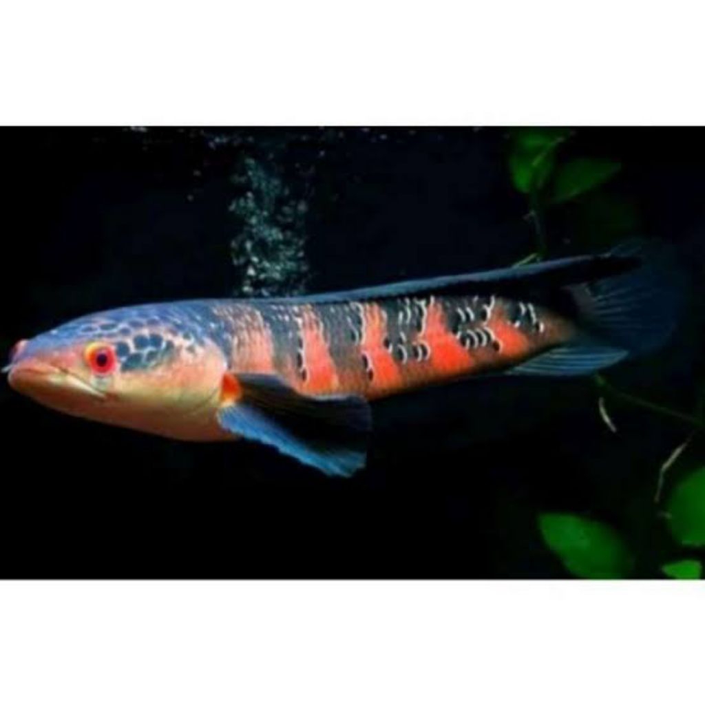 Red barito baby 3-6 cm