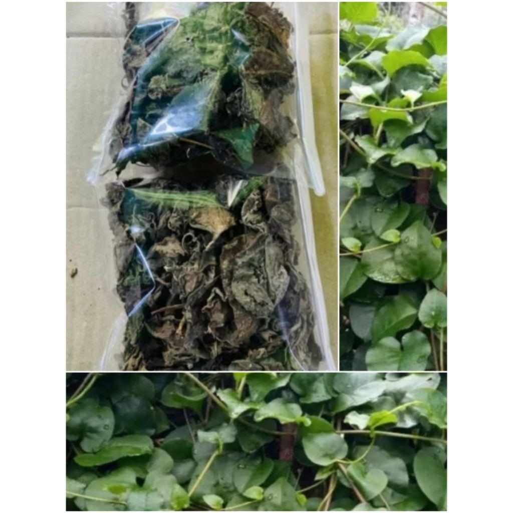 Daun Binahong Kering 100 Gram