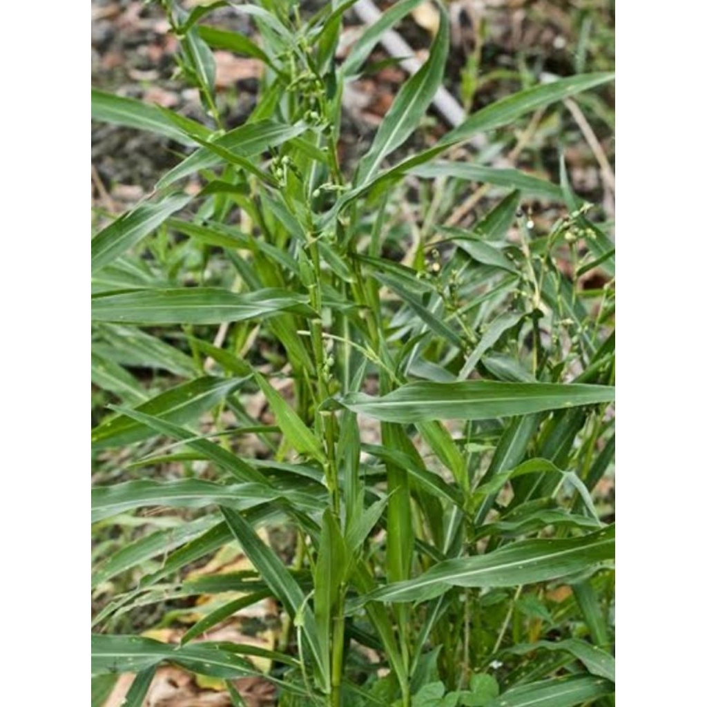 50 Lembar Daun Hanjeli