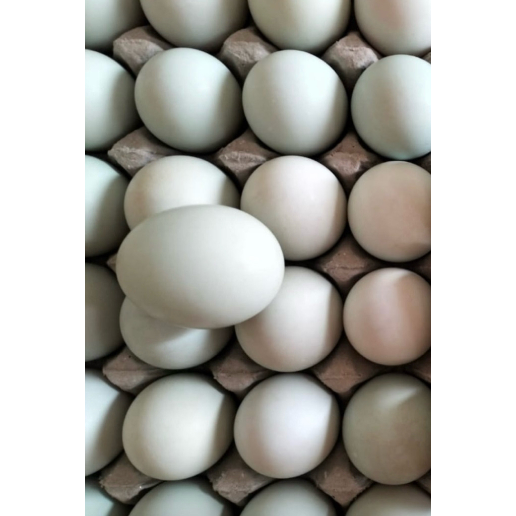 telur bebek omega mentah