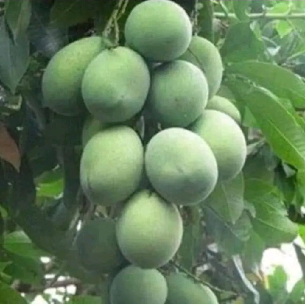 bibit buah mangga madu/manalagi okulasi Siap Tanam Tabulampot Unggul
