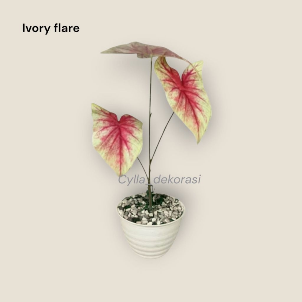 tanaman hias artificial caladium k5 + pot / tanaman hias palsu