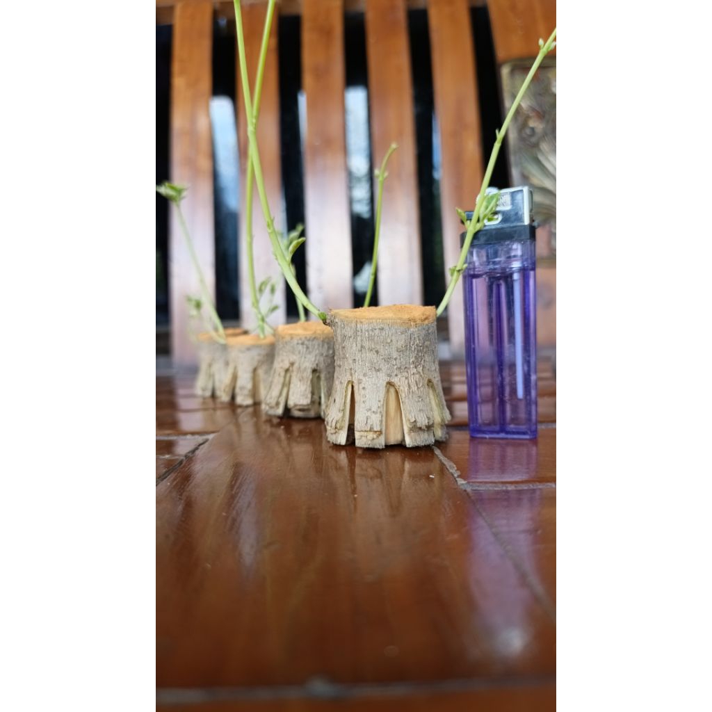 Sancang bahan bonsai pecah batang hidup