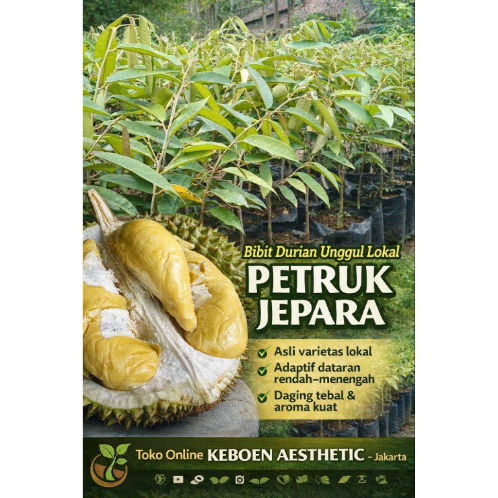 Bibit Durian Lokal Unggulan Petruk Asal Jepara Original Rasa Buah Manis Legit Creamy Tebal Biji Keci