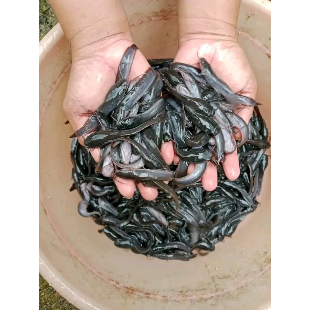 Bibit ikan lele ukuran 7-8cm paketan isi 10