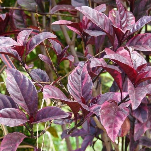 Tanaman Daun Ungu Untuk Ambeien Tanaman Herbal Daun Ungu/Handelem Siap Tanam