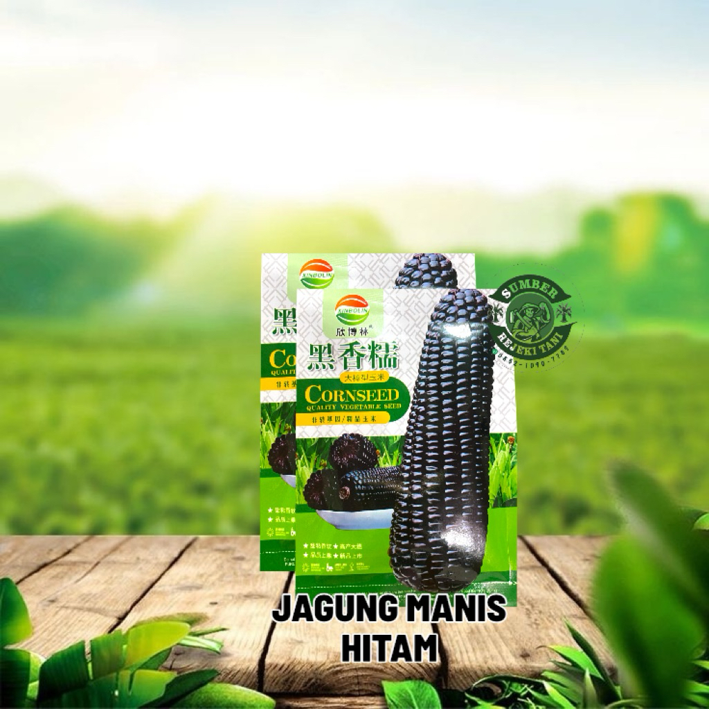 Bibit Jagung Ketan Hitam manis Import +- 35 butir