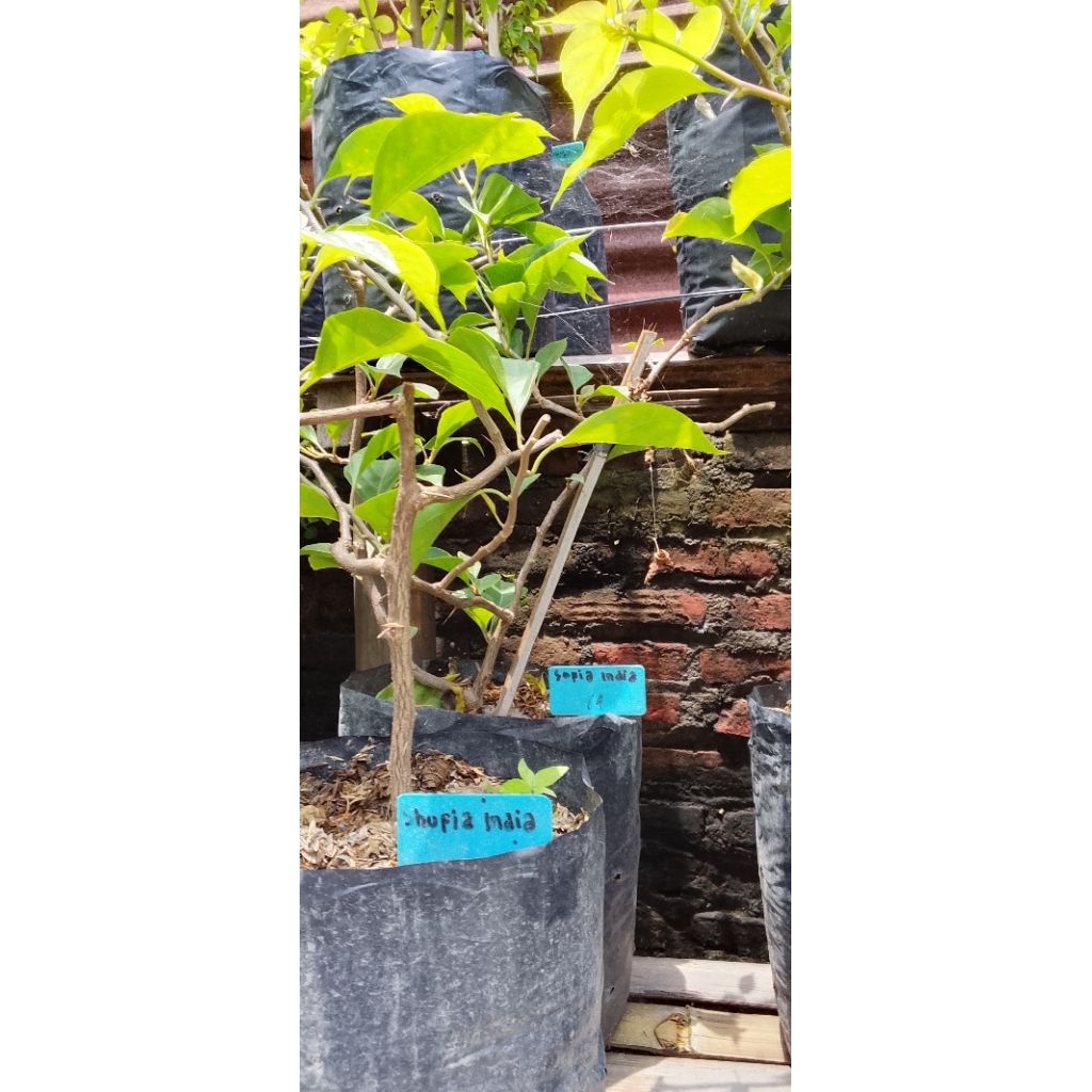 BUGENVIL SUFIA INDIANA hasil cangkok