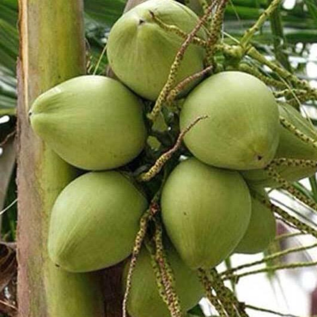 Bibit kelapa pandan wangi