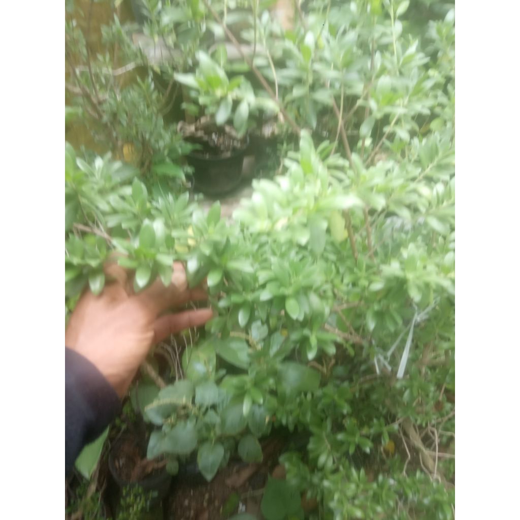 Bibit Bonsai Santigi Mawar Super Turun Cangkok