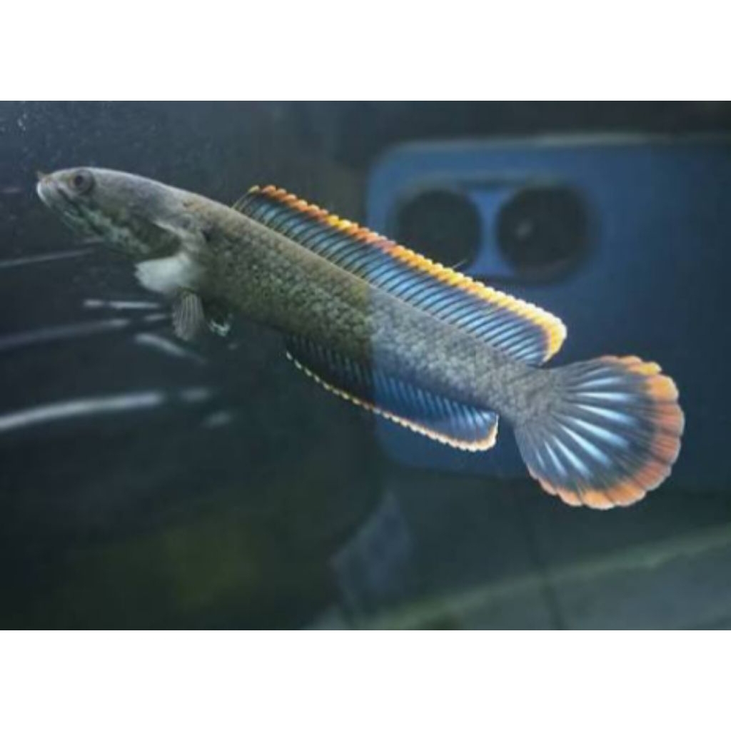 limbata lokality real galak 3/5 cm (3 pcs)