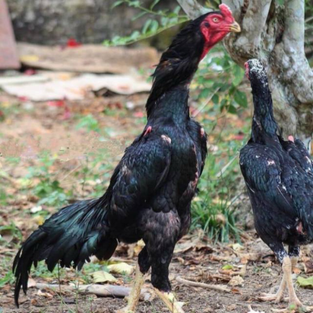 Telur fertil ayam shamo eropa Untuk Di tetaskan