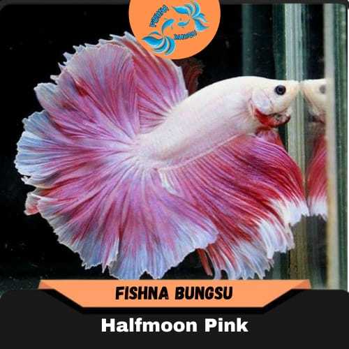 Ikan cupang Halfmoon pink