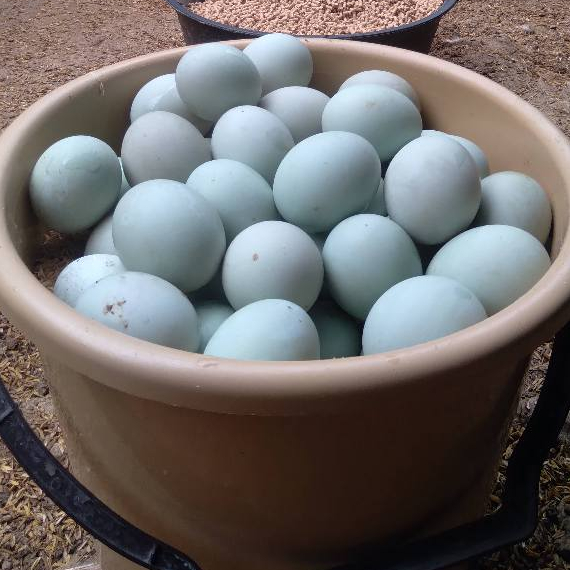 Telur Bebek Mentah Tawar/Telur Bebek Omega 3/Telur Bebek Kandang