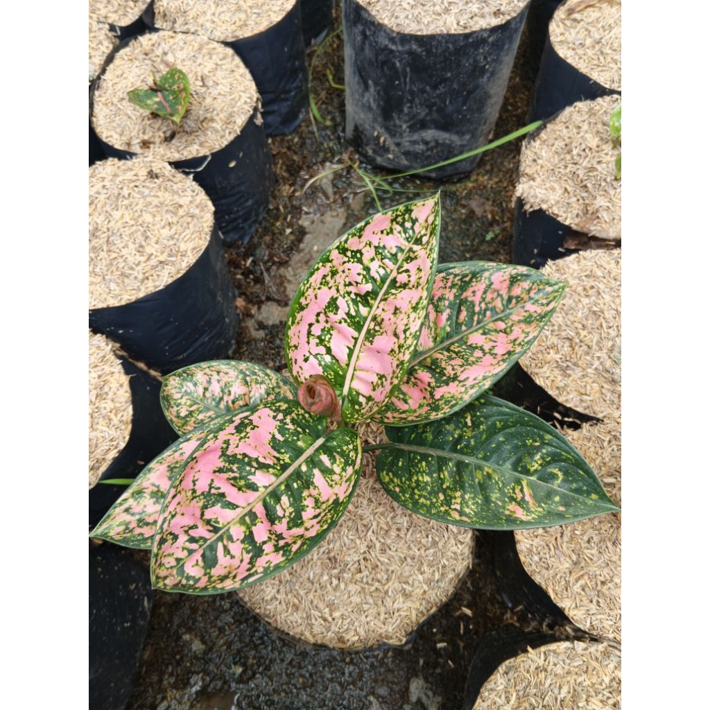 AGLONEMA RUBY COMPAKTA - SIZE DEWASA