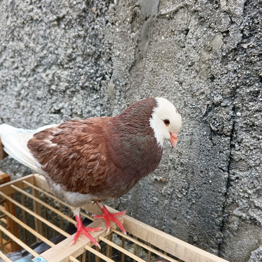 burung dara blantong coklat giring keras siap tempur