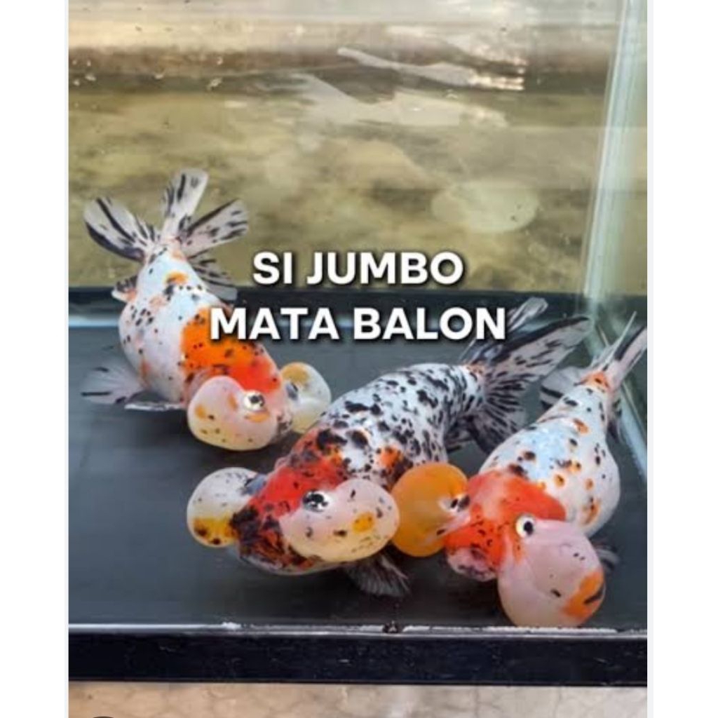 koki bubble eye mata balon ukuran 6_8 cm