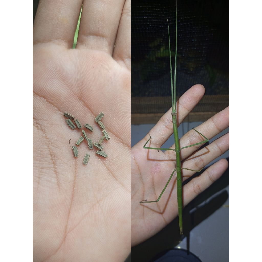 telur belalang tongkat | ramulus angustior